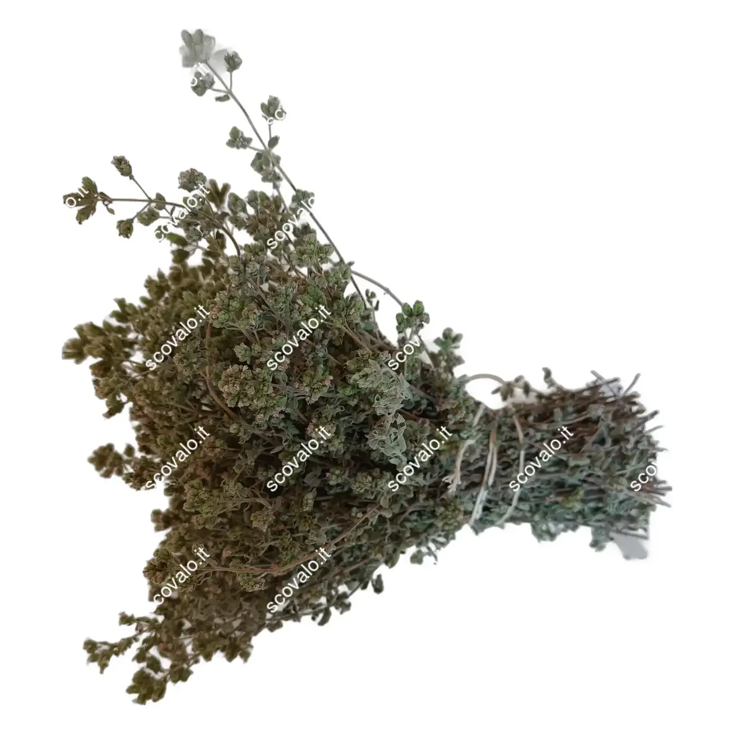 immagine Origano Basilicata 2026 Mazzetto Essiccato Naturale Spezia Aromatica