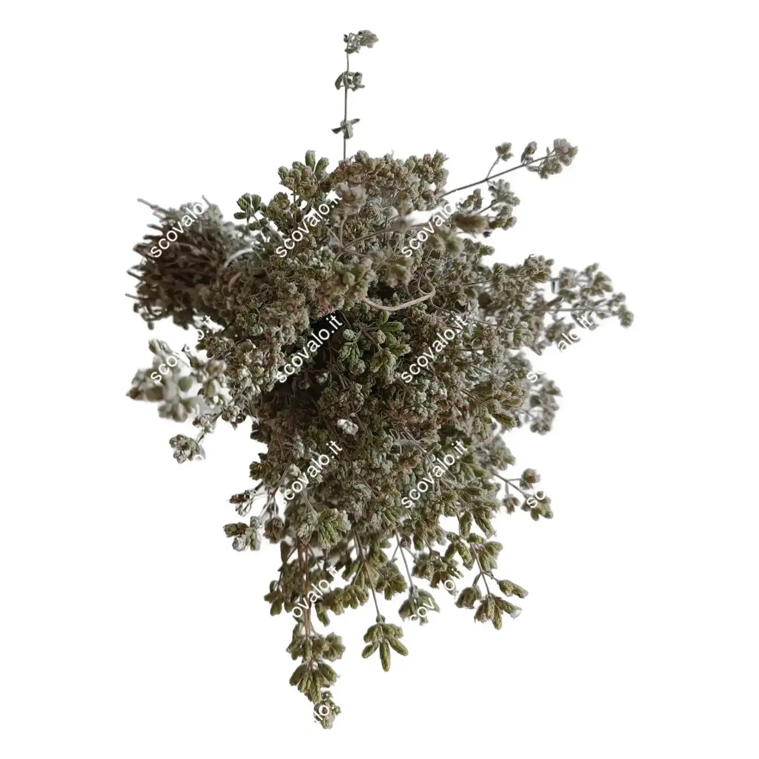 immagine Origano Basilicata 2026 Mazzetto Essiccato Naturale Spezia Aromatica