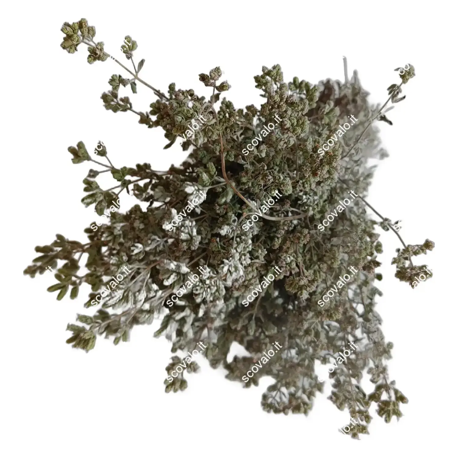 immagine Origano Basilicata 2026 Mazzetto Essiccato Naturale Spezia Aromatica