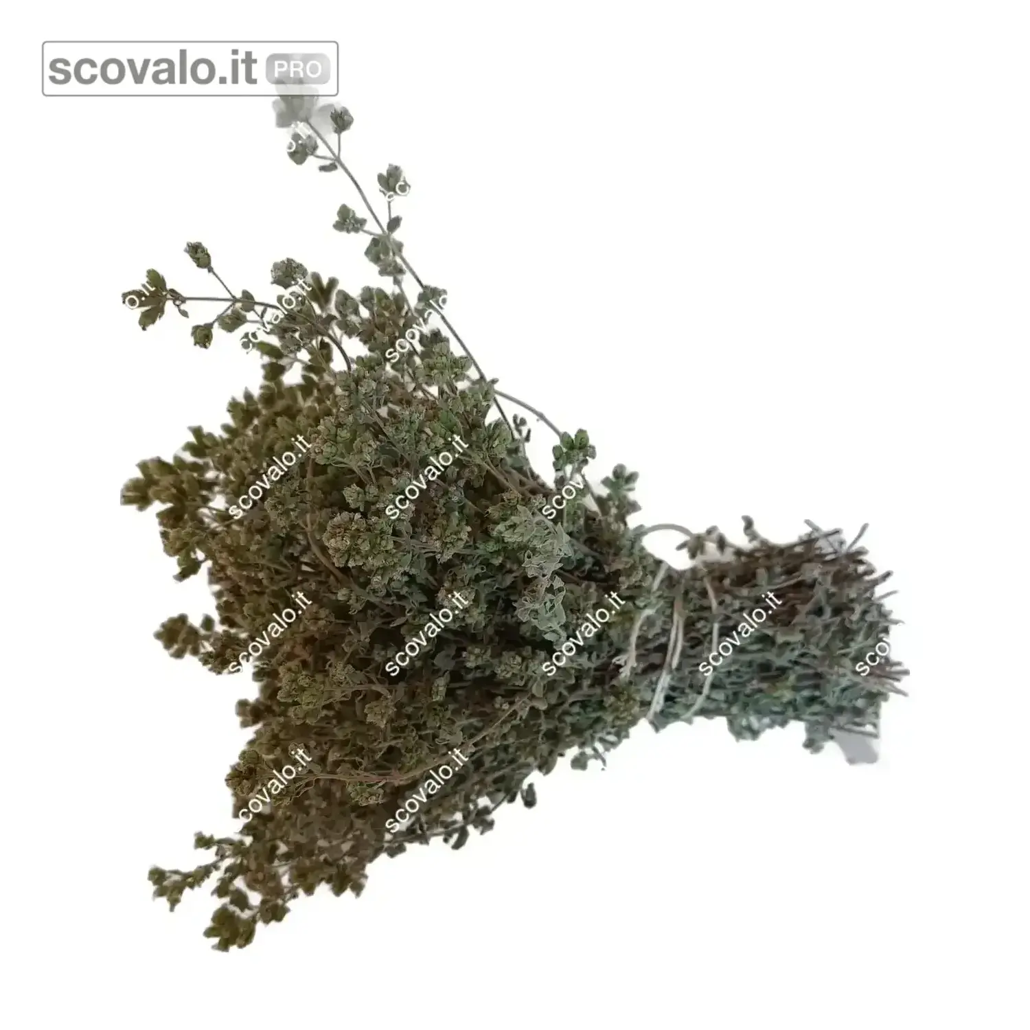 immagine del prodotto Origano Basilicata 2026 Mazzetto Essiccato Naturale Spezia Aromatica
